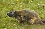 marmotte