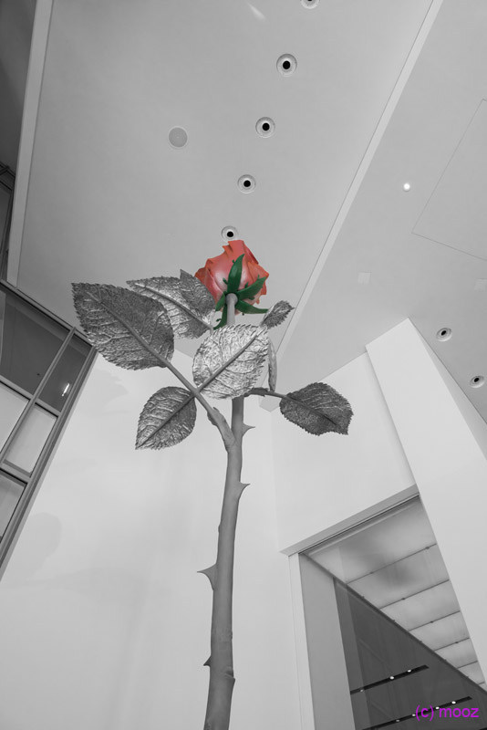 _MZ50425
