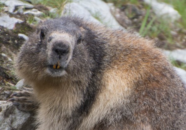 La marmotte de Lolo