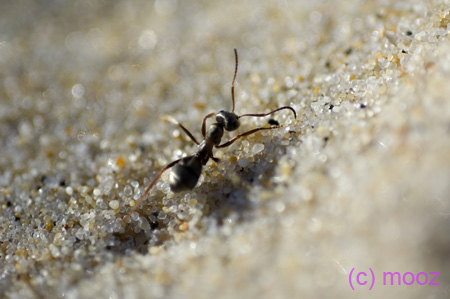 79_MZ21632bis