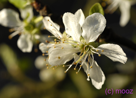 85_MZ11249bis