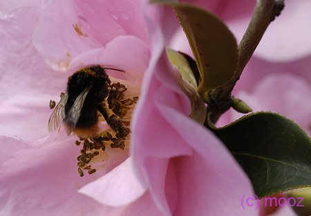 96_MZ10862bis