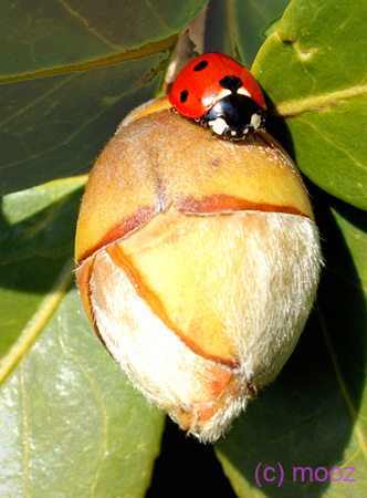 Coccinelle bourgeon 3